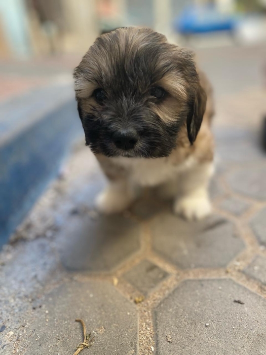 Chiots Morkies a vendre