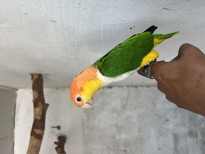 Caique