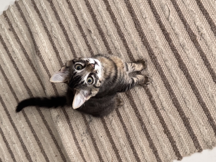 Chat pour adoptation