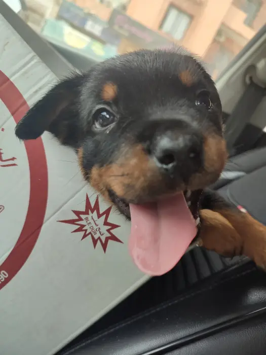Bebes rottweiler