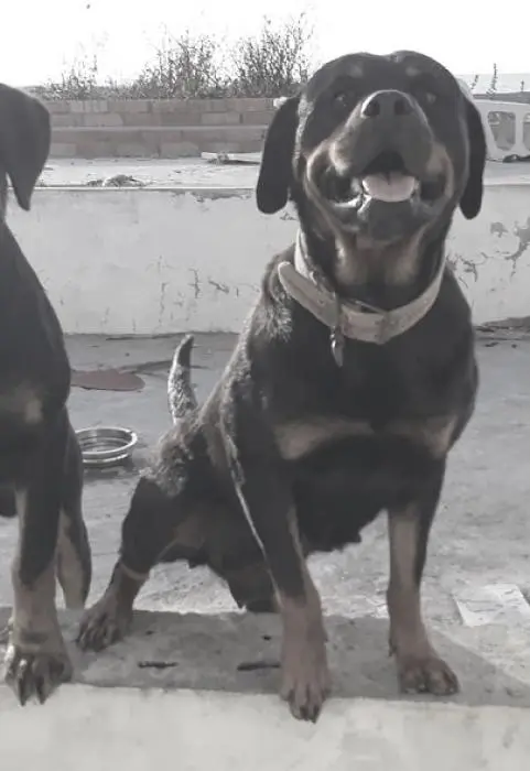 chiots rottweiler