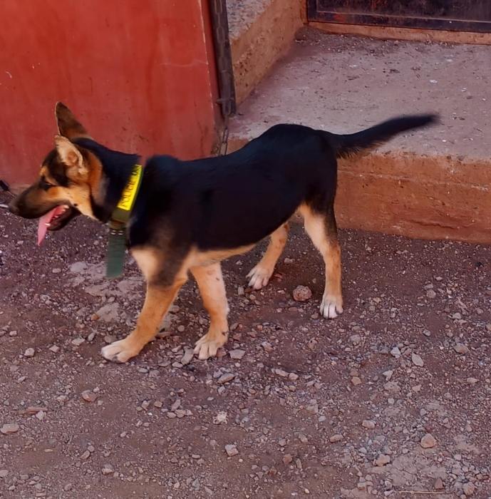 Deux Bergers allemands