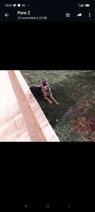 Vente d un tres joli chien