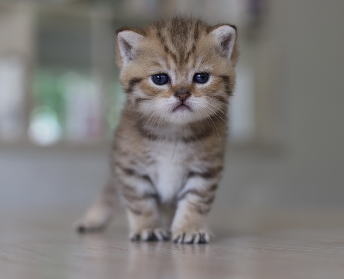 Chatons Scottish et british golden avec pedigree