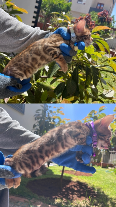 Des adorables chatons bangal