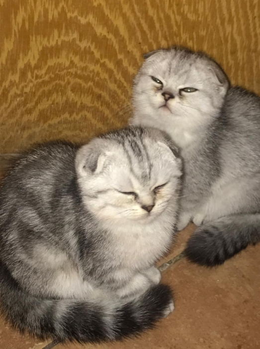 Chat Scottish a vendre