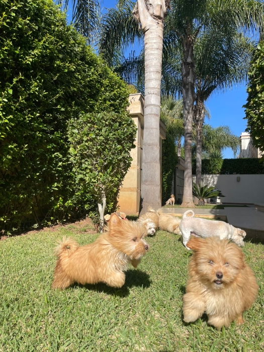 Bichons maltais de race pure