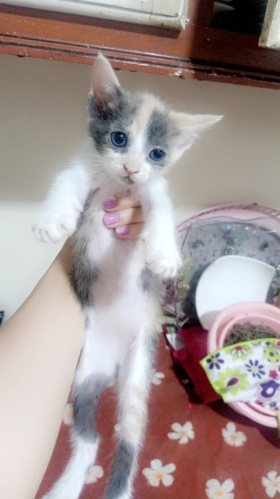 Des petits chat a adoptés