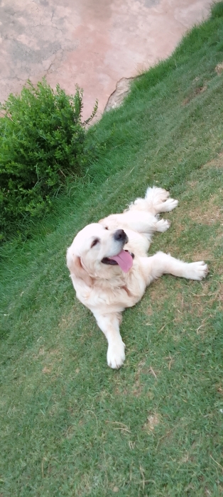 Golden retriver