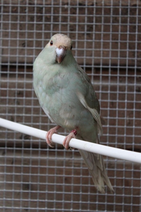 Couple kakirikis male jaune et femelle gris