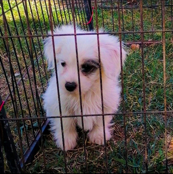 Bichon Havanais 🎊