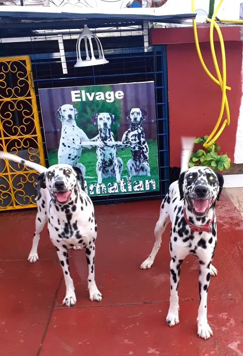 Chiots dalmatian