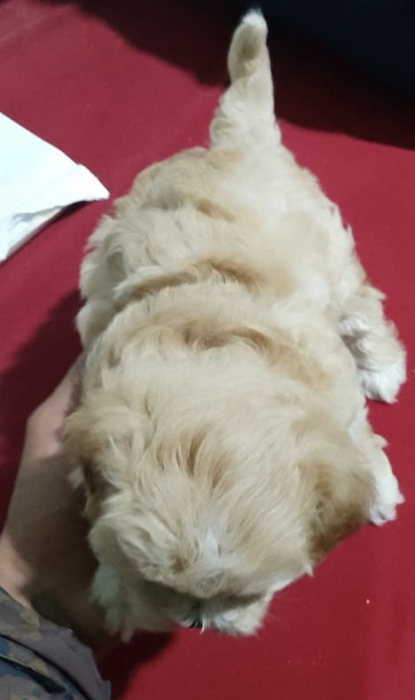 Bichon maltais pure race