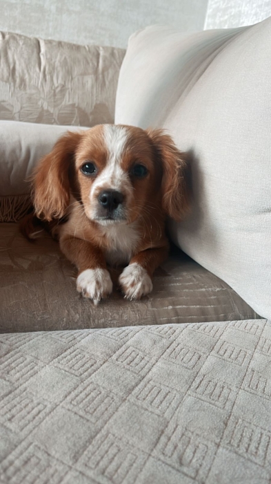 Cavalier King Charles