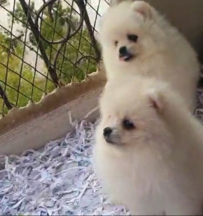 Spitz pomeranian nain