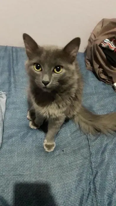 Nebelung
