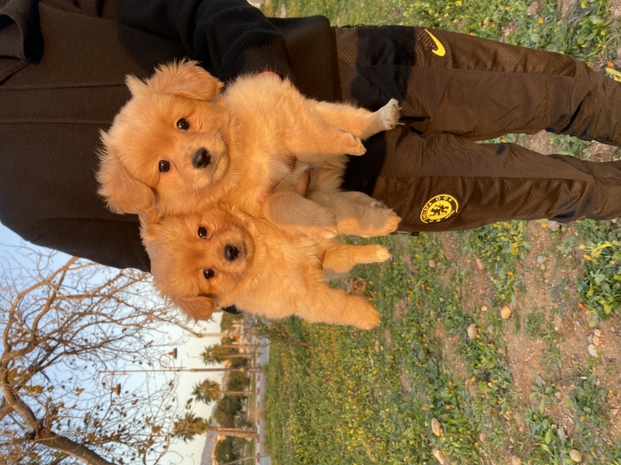 Chien épagneul nain