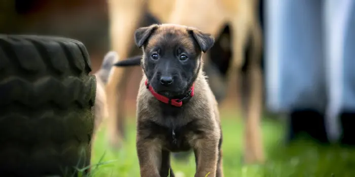 Malinois de pure race