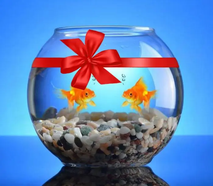 Poisson rouge à vendre