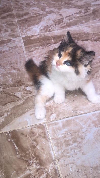 Donne un bébé chat