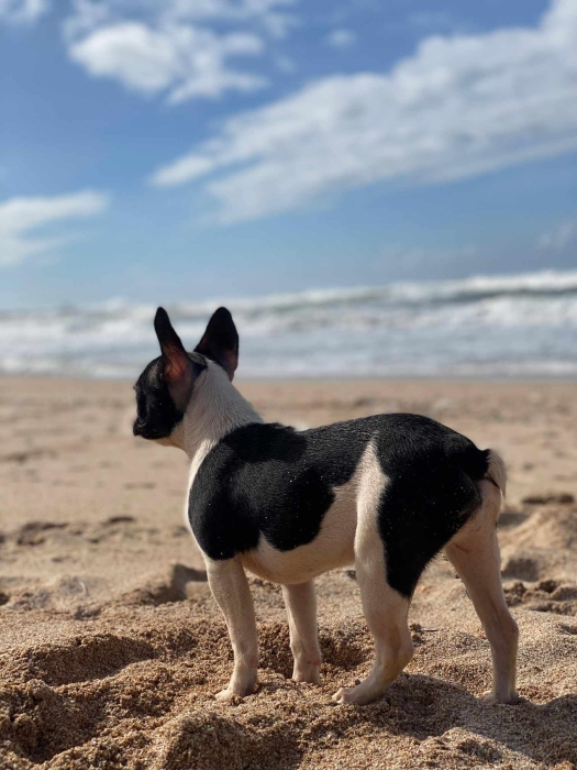 Bulldog francais femelle