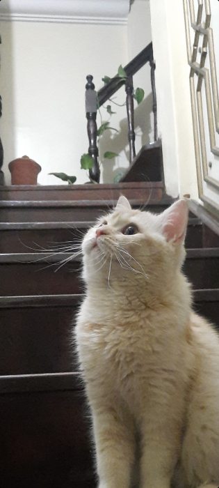 Chat british shorthair