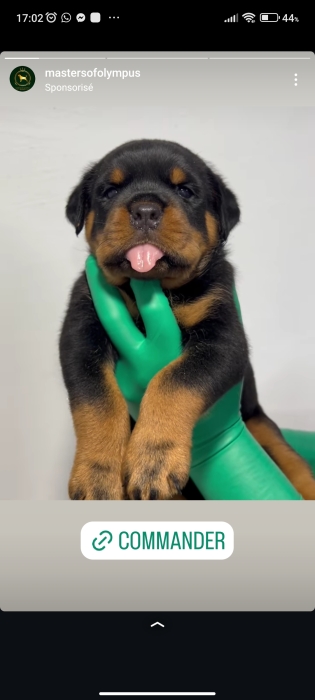 rottweiler pedigree