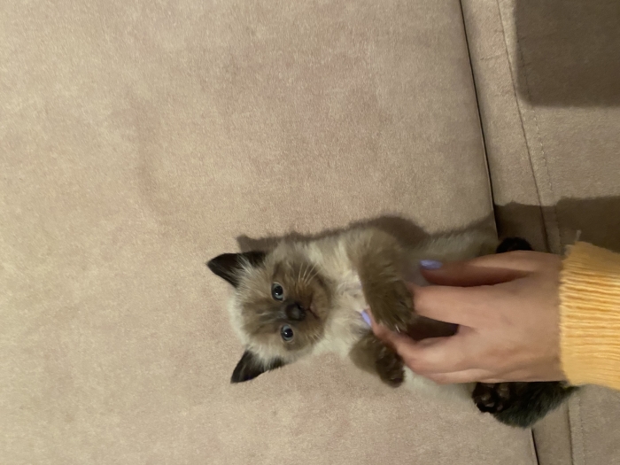 Chat siamois himalayen