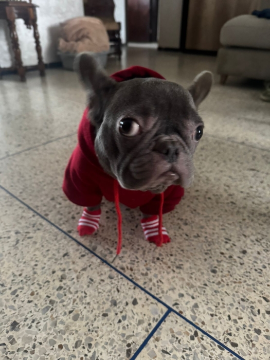 Bulldog français exotique