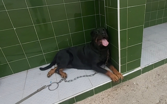 Rottweiler femelle
