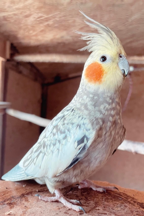 Des oiseaux bien dressé à Casablanca