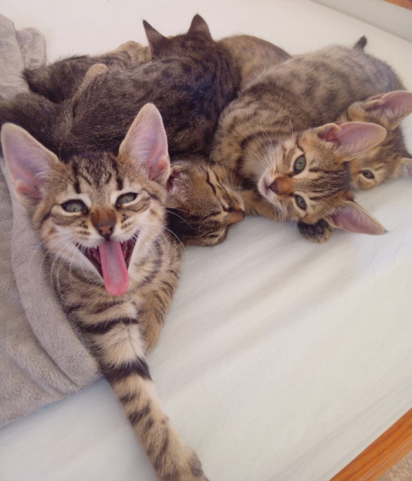 5 CHATONS EN ADOPTION à OUARZAZATE