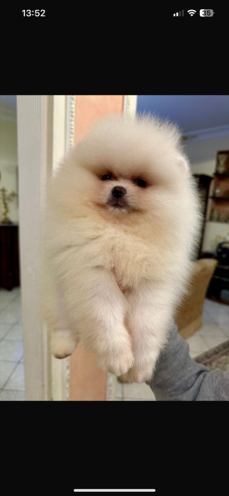 spitz loulou de pomeranie