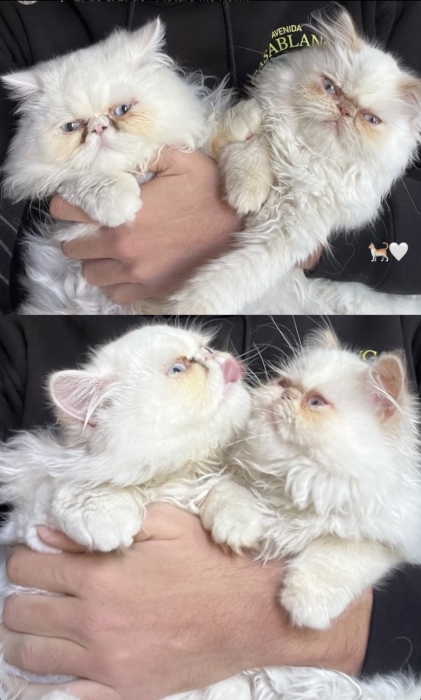 Adorable persan blanc