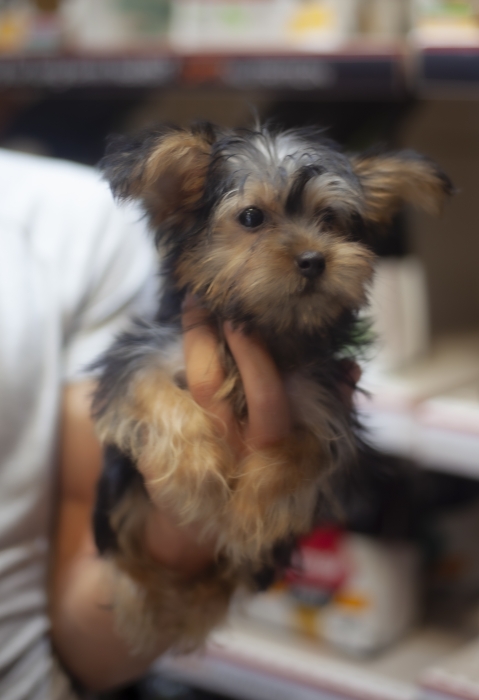 magnifiques chiots yorkshire toy