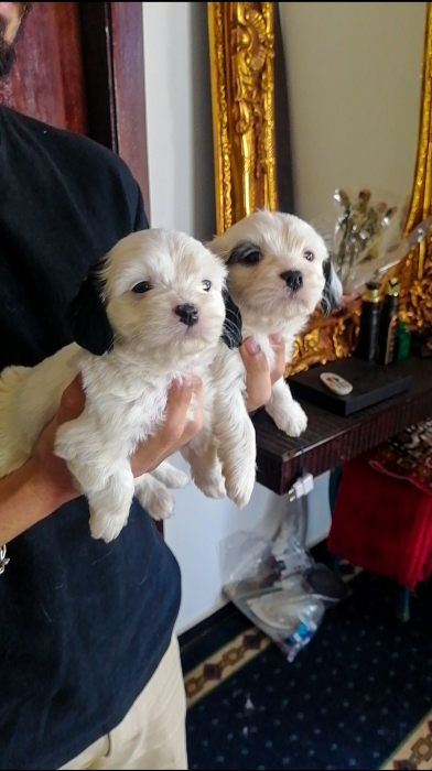 Bichon Havanais 🎊