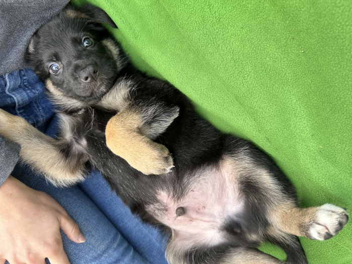Chiots berger allemand 8 semaine (vac+ver)