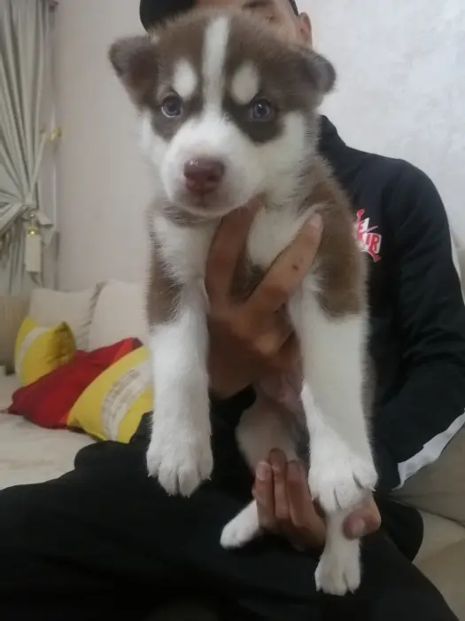 Chiot husky