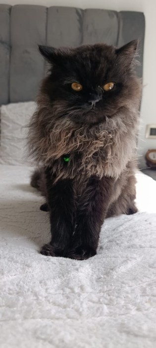 Chat male persan race black moon