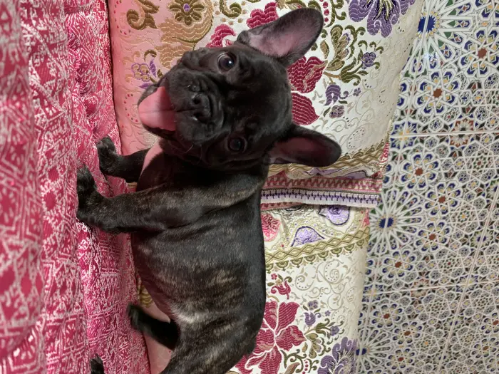 Bulldog français