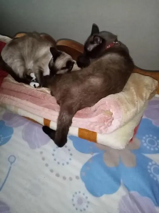 SIAMOIS pure femelle