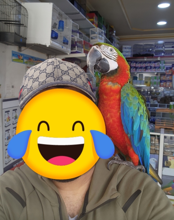 perroquet ara arlequin