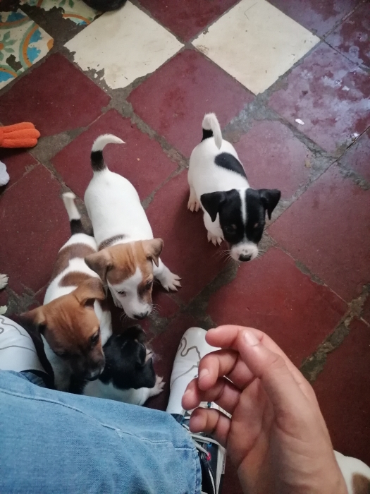 Jack Russell Terrier