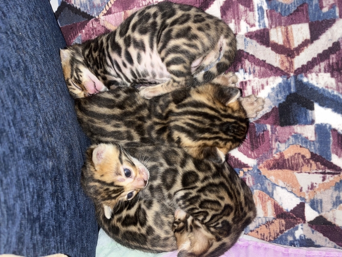 Magnifiques chatons Bengal disponibles – Kenitra 🐆