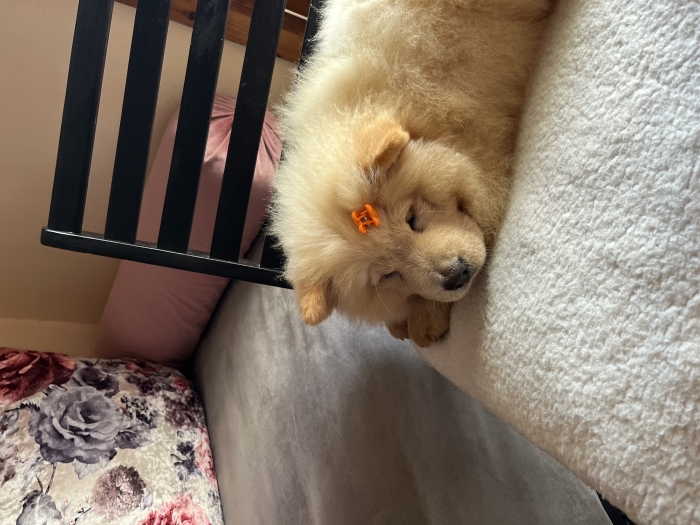 Chow chow femelle 3 mois