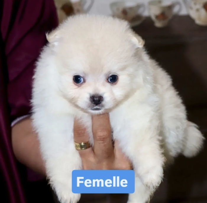 spitz nain loulou de pomeranie