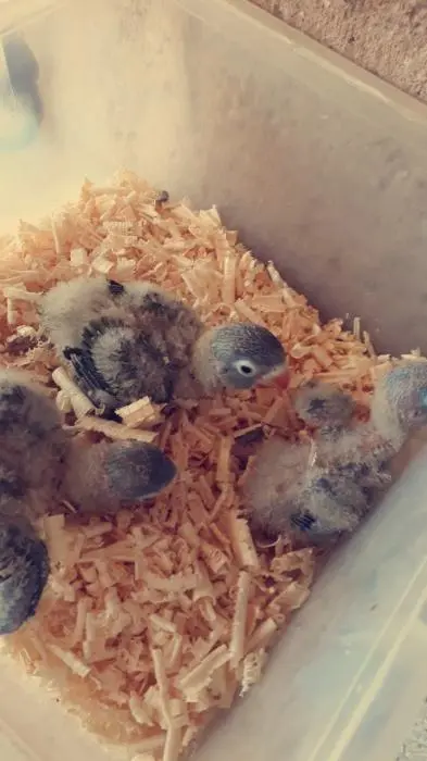 شنابر ليزنسبرابل فيشر للدريساج