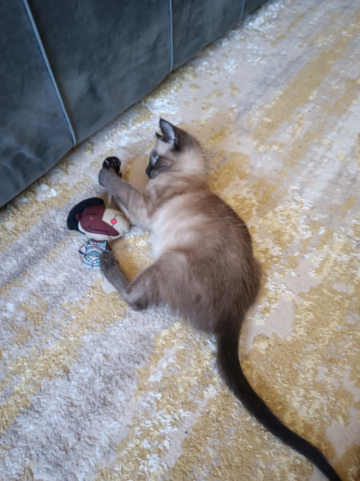 Adoption chaton femelle