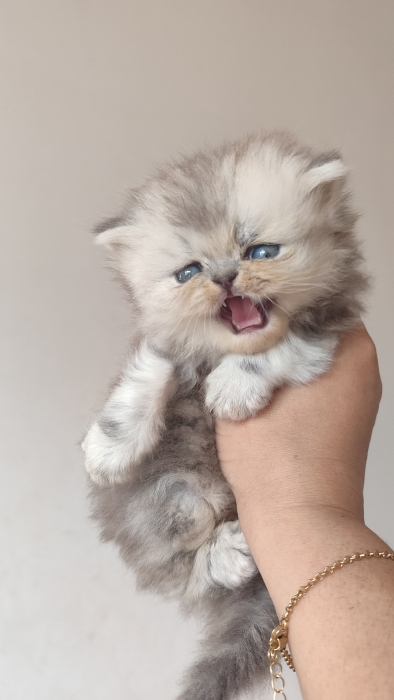 Chaton femelle 1 mois et demi