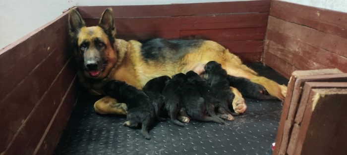 Chiot berger allemand